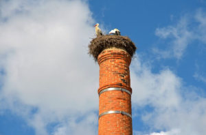 Removing Birds From the Chimney Image - Amarillo TX - West Texas Chimney